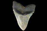 Fossil Megalodon Tooth - North Carolina #124964-2